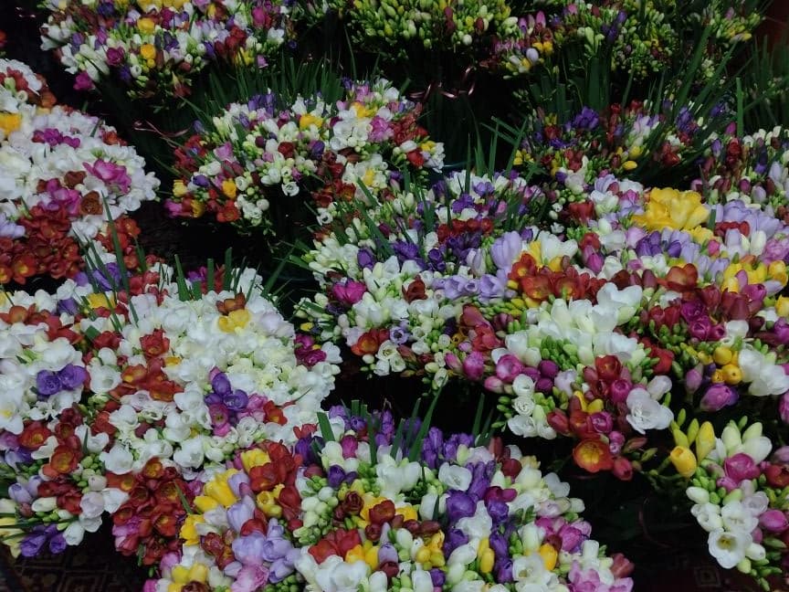 Frezii în galeti, pregătite pentru primele comenzi din martie