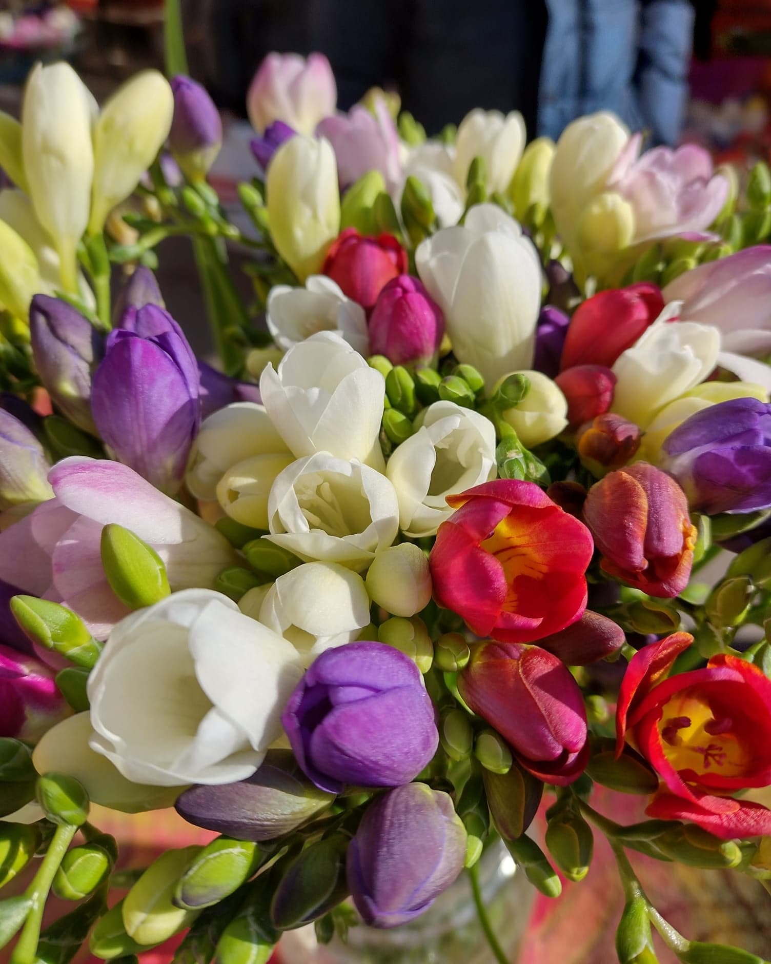 Detaliu cu un buchet de frezii